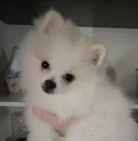 Jace pending , a male Pomeranian for sale in Lake City, FL – Photo 1 of 10