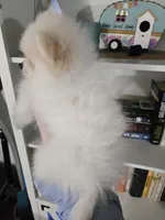 Jace pending , a male Pomeranian for sale in Lake City, FL – Photo 5 of 10