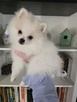 Jace pending , a male Pomeranian for sale in Lake City, FL – Photo 8 of 10