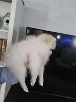 Jace pending , a male Pomeranian for sale in Lake City, FL – Photo 2 of 10