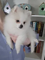 Jace pending , a male Pomeranian for sale in Lake City, FL – Photo 4 of 10