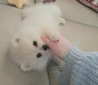 Iris pending, a female Pomeranian for sale in Lake City, FL – Photo 7 of 10