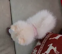 Iris pending, a female Pomeranian for sale in Lake City, FL – Photo 8 of 10