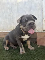 Orange, a male French Bulldog for sale in Flowery Branch, GA – Photo 1 of 6