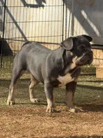 Orange, a male French Bulldog for sale in Flowery Branch, GA – Photo 4 of 6