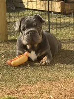 Orange, a male French Bulldog for sale in Flowery Branch, GA – Photo 3 of 6