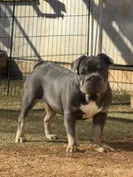 Orange, a male French Bulldog for sale in Flowery Branch, GA – Photo 2 of 6