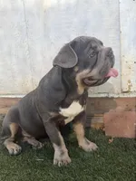 Orange, a male French Bulldog for sale in Flowery Branch, GA – Photo 6 of 6