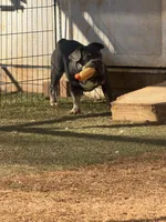 Orange, a male French Bulldog for sale in Flowery Branch, GA – Photo 5 of 6