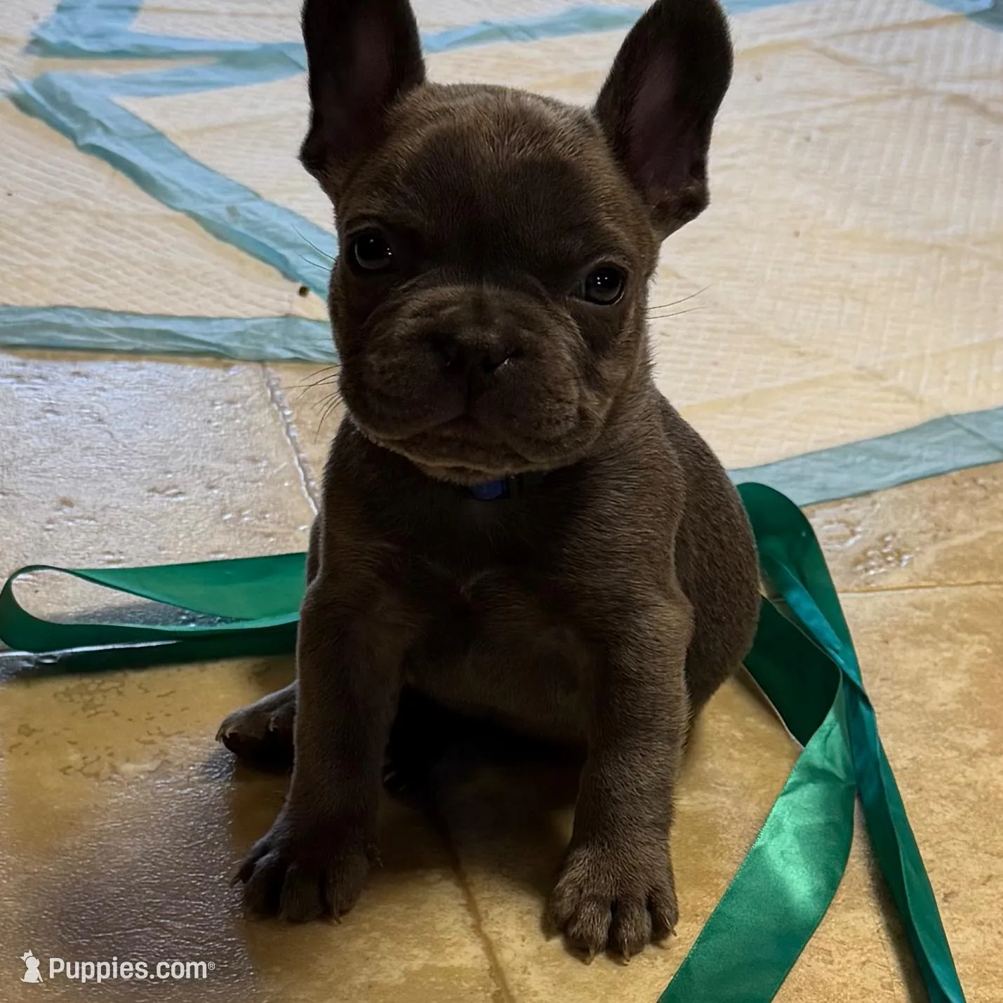Sid, a male French Bulldog for sale in Chesapeake, VA – Photo 6 of 9