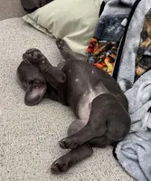 Sid, a male French Bulldog for sale in Chesapeake, VA – Photo 5 of 9