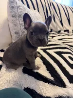 Sid, a male French Bulldog for sale in Chesapeake, VA – Photo 3 of 9