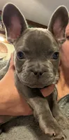 Sid, a male French Bulldog for sale in Chesapeake, VA – Photo 7 of 9