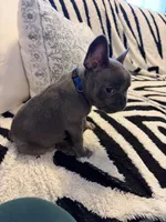 Sid, a male French Bulldog for sale in Chesapeake, VA – Photo 4 of 9