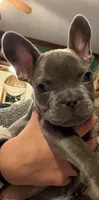 Sid, a male French Bulldog for sale in Chesapeake, VA – Photo 2 of 9
