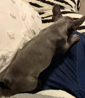 Sid, a male French Bulldog for sale in Chesapeake, VA – Photo 9 of 9