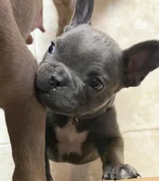 Moon Pie, a female French Bulldog for sale in Chesapeake, VA – Photo 6 of 6