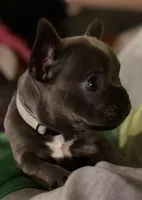 Moon Pie, a female French Bulldog for sale in Chesapeake, VA – Photo 5 of 6