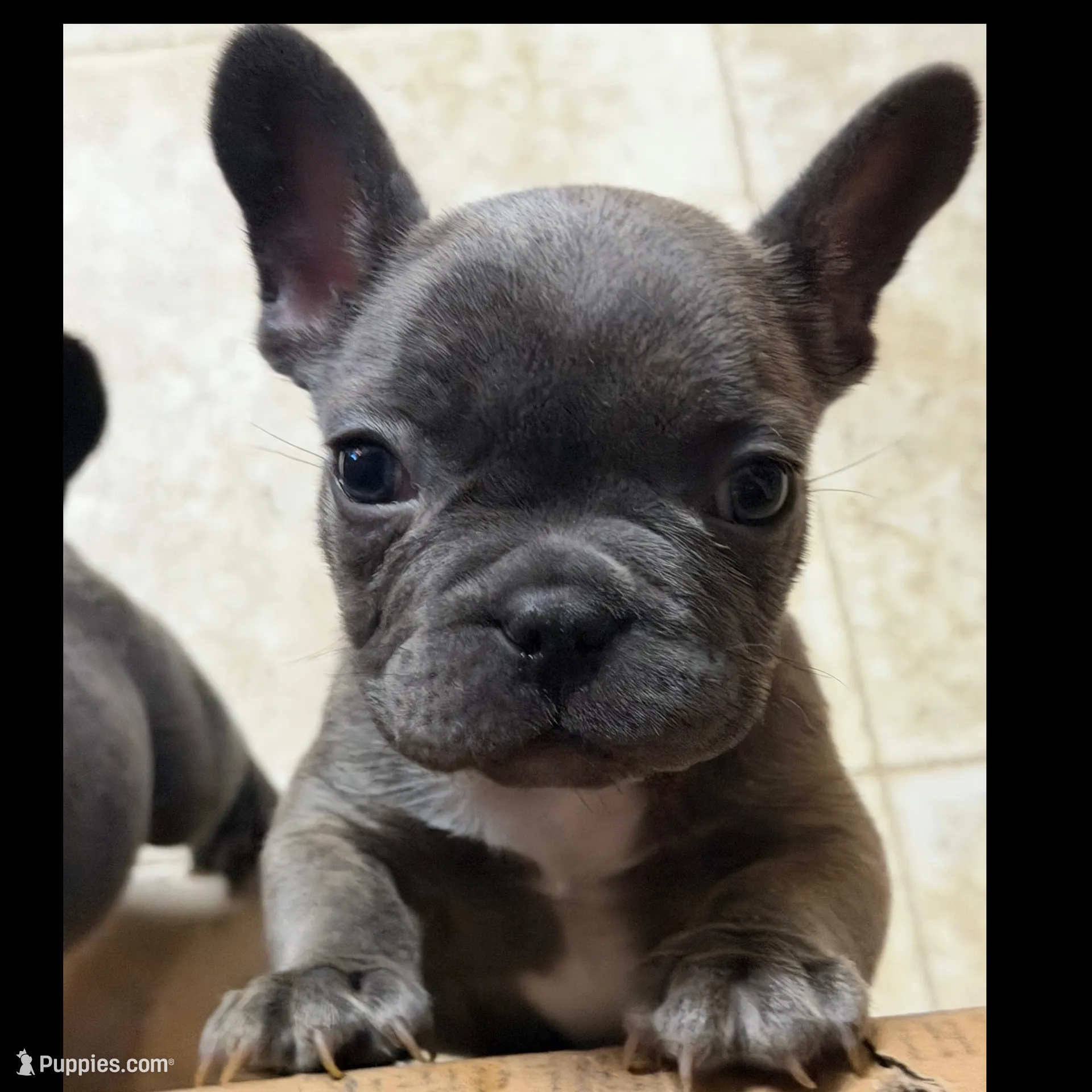 Moon Pie, a female French Bulldog for sale in Chesapeake, VA – Photo 4 of 6