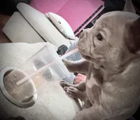 Titan, a male French Bulldog for sale in Chesapeake, VA – Photo 3 of 7