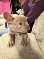 Titan, a male French Bulldog for sale in Chesapeake, VA – Photo 4 of 7