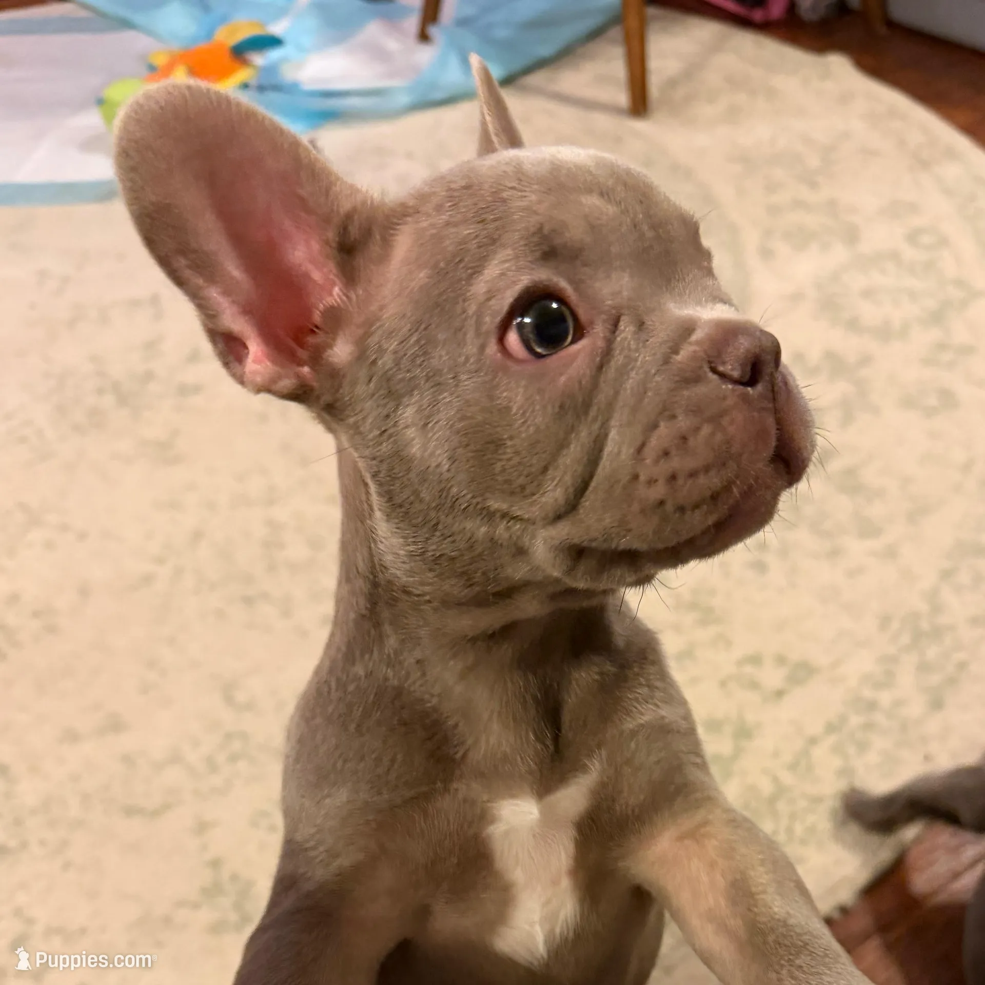 Titan, a male French Bulldog for sale in Chesapeake, VA – Photo 6 of 7