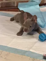 Titan, a male French Bulldog for sale in Chesapeake, VA – Photo 7 of 7