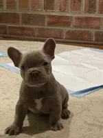 Titan, a male French Bulldog for sale in Chesapeake, VA – Photo 2 of 7