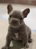 Titan, a male French Bulldog for sale in Chesapeake, VA – Photo 1 of 7