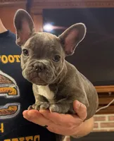 Megatron, a female French Bulldog for sale in Chesapeake, VA – Photo 1 of 6