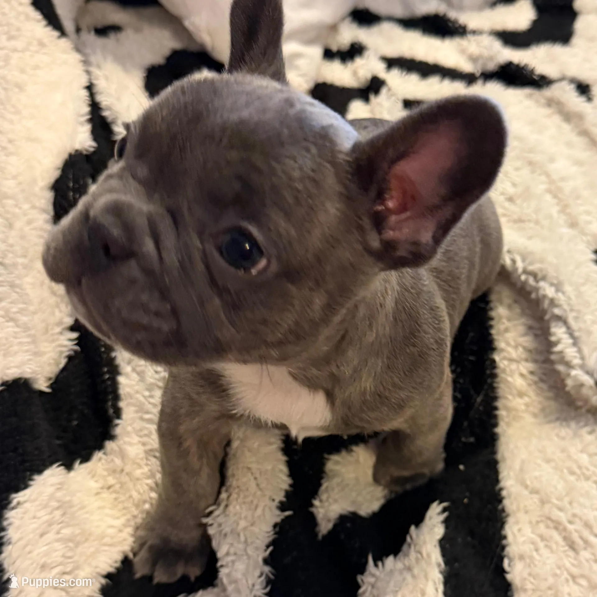 Megatron, a female French Bulldog for sale in Chesapeake, VA – Photo 5 of 6