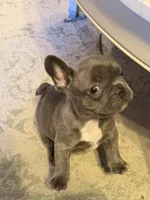Megatron, a female French Bulldog for sale in Chesapeake, VA – Photo 3 of 6
