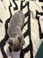 Megatron, a female French Bulldog for sale in Chesapeake, VA – Photo 4 of 6