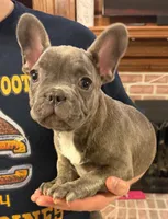 Megatron, a female French Bulldog for sale in Chesapeake, VA – Photo 2 of 6