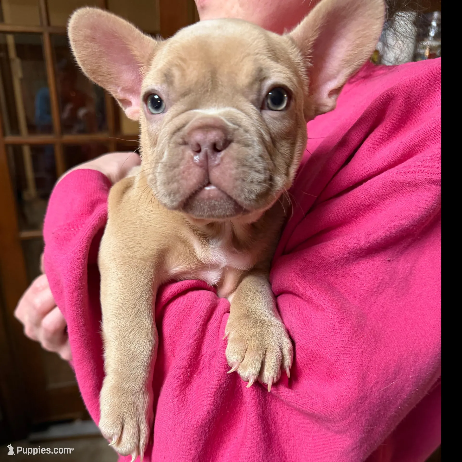 Zoe, a female French Bulldog for sale in Chesapeake, VA – Photo 4 of 4