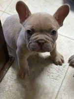 Zoe, a female French Bulldog for sale in Chesapeake, VA – Photo 2 of 4