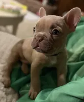 Zoe, a female French Bulldog for sale in Chesapeake, VA – Photo 1 of 4
