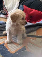 Willow , a female Miniature Goldendoodle for sale in Wauseon, OH – 5 of 5