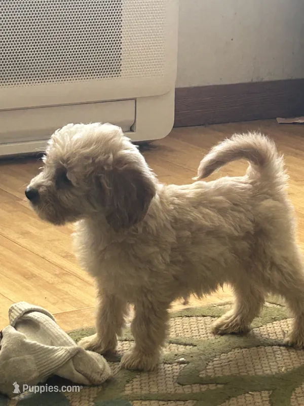Moose  – Miniature Goldendoodle puppy for sale in Wauseon, OH