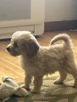 Moose , a male Miniature Goldendoodle for sale in Wauseon, OH – 1 of 4