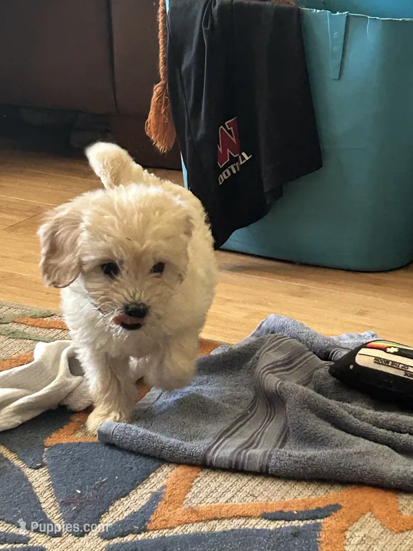 Dani – Miniature Goldendoodle puppy for sale in Wauseon, OH