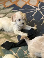 Dani, a female Miniature Goldendoodle for sale in Wauseon, OH – 3 of 4