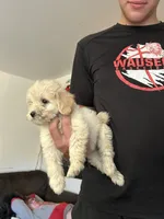 Dani, a female Miniature Goldendoodle for sale in Wauseon, OH – 2 of 4