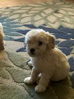 Moose , a male Miniature Goldendoodle for sale in Wauseon, OH – 4 of 4