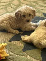 Willow , a female Miniature Goldendoodle for sale in Wauseon, OH – 1 of 5