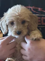 Moose , a male Miniature Goldendoodle for sale in Wauseon, OH – 2 of 4