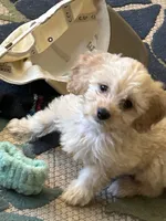 Willow , a female Miniature Goldendoodle for sale in Wauseon, OH – 2 of 5