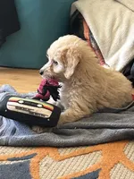 Willow , a female Miniature Goldendoodle for sale in Wauseon, OH – 3 of 5