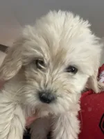 Dani, a female Miniature Goldendoodle for sale in Wauseon, OH – 4 of 4