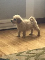 Willow , a female Miniature Goldendoodle for sale in Wauseon, OH – 4 of 5
